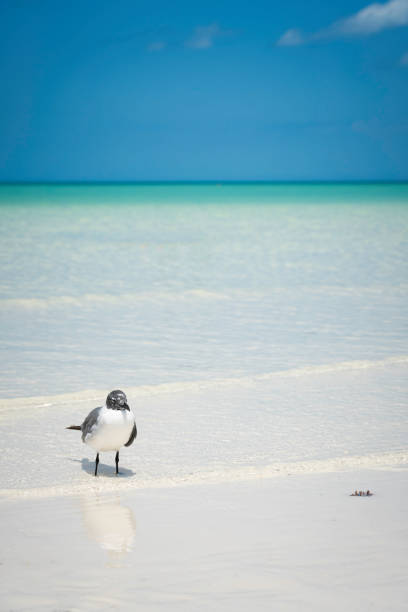 Sea gull  on beach with shallow Caribbean Sea, Holbox Isle, Mexico