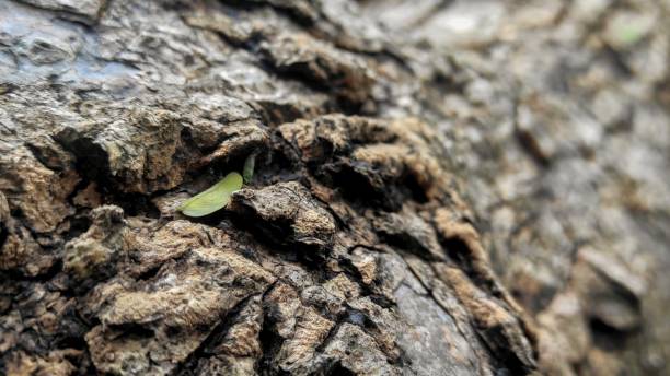 istock A small green leaf rests on the textured surface of a tree trunk, nestled between rugged bark patterns, highlighting nature's resilience and delicate beauty. 2190893160