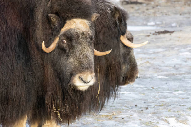 Angry musk oxes with big horns staying on first snow.