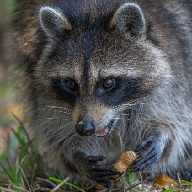 istock Raccoon holding a peanut close-up 2190893949