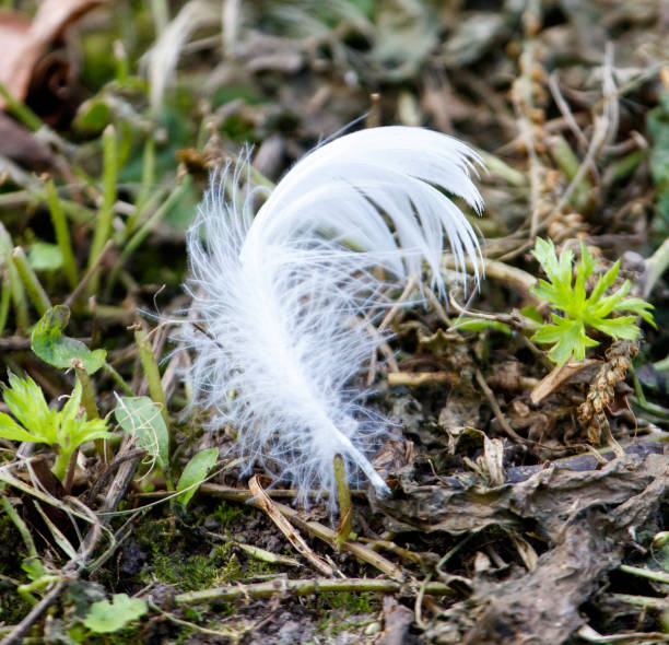 A white feather is laying on the ground. The feather is very thin and delicate. The image has a calm and peaceful mood
