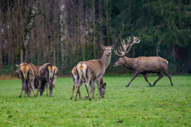 istock Red deer herd with stags standing on green grass in autumn. A forest in the background 2190898502