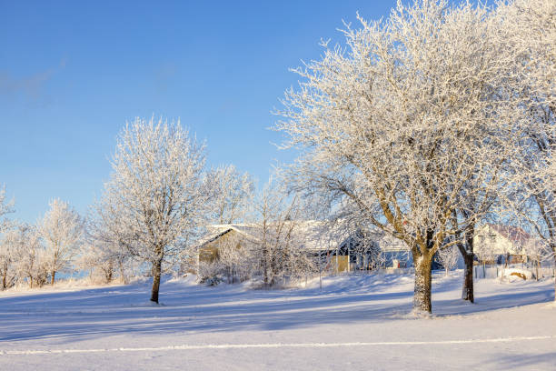 Frosty trees a cold snowy winter day in a park