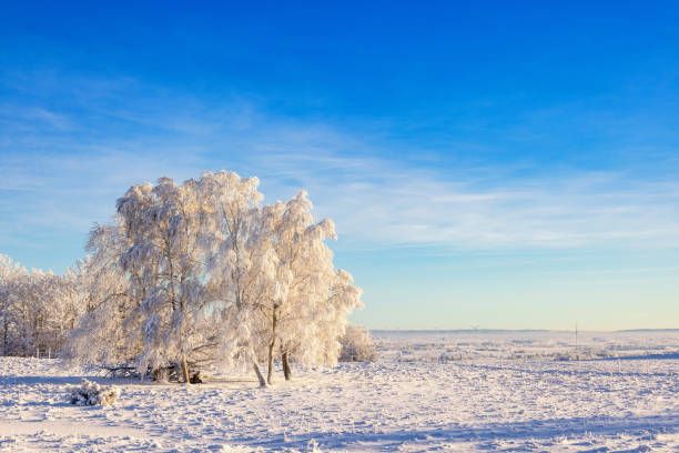 istock Winter landscape with frost birch trees 2190899071