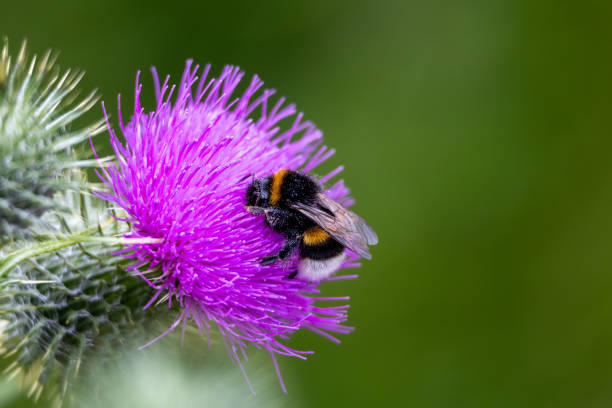 istock Bumblebee on a purple thistle flower in the garden. 2190899738