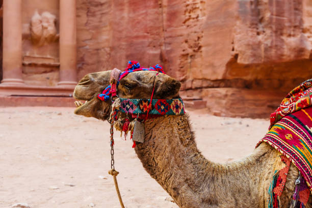 Jordan Petra Siq Canyon. Two dromedary Camels wearing colorful decorative saddles resting in the Siq Canyon, a Main Entrance Natural Rock Valley to the ancient City of Petra. Siq Canyon, Petra, Jordan, Middle East