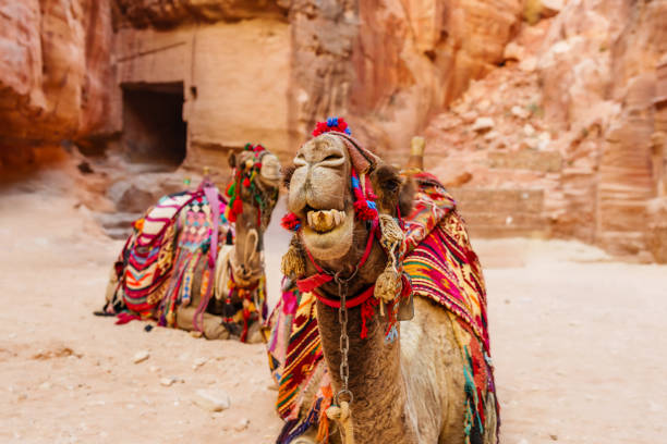 istock Decorated Camels in a Desert Canyon Setting 2190899886