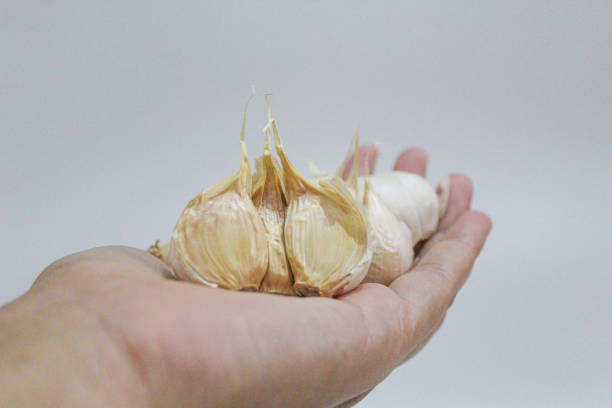 istock Whole garlic head or bulb, hold by hand, isolated on white background. Unpeeled, uncooked 2190903266