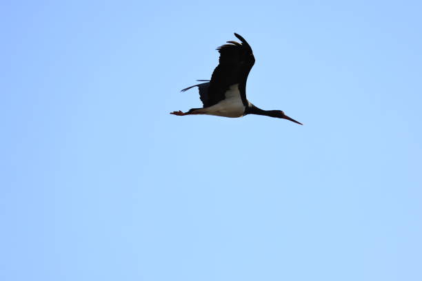 The black stork (Ciconia nigra) is a large bird in the stork family Ciconiidae. This photo was taken in Japan.