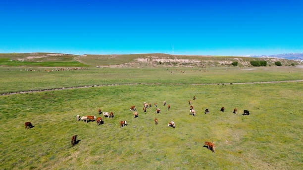 istock Cows grazing peacefully in green meadow under blue sky 2190910162