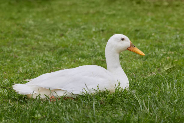 istock White Indian runner duck lays in grass 2190910600