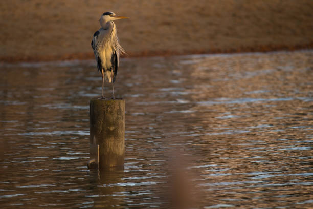istock A heron vigilant on wooden pillar at sunset 2190911754