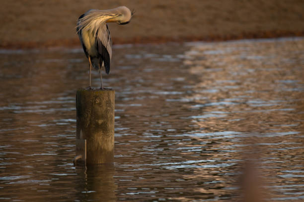 istock A heron on wooden pillar at sunset 2190911755