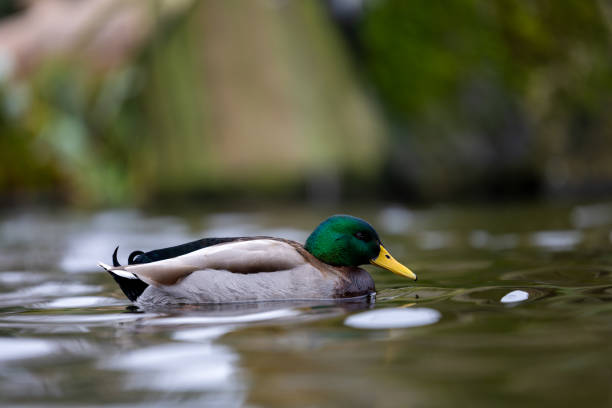 istock Graceful Mallard Duck Gliding on Calm Waters. 2190913562