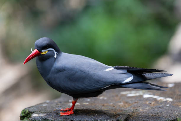 A detailed close-up of an Inca Tern, showcasing its sleek gray plumage, vibrant red beak, and distinctive white mustache-like feathers. The soft, blurred green background enhances the beauty and grace of this unique seabird perched on a rock.