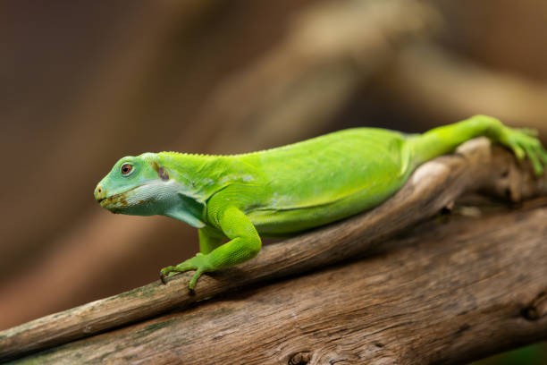 istock Vibrant Green Iguana Resting on a Tree Branch. 2190914288
