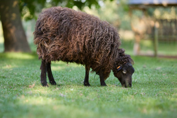 istock Cute female ouessant sheep grazes 2190914377