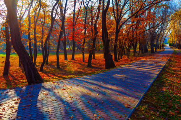 Scenic pathway in a park during autumn. Walking path is made of brick and is lined with trees that have vibrant fall foliage in shades. Sunlight casts long shadows of the trees onto the pathway