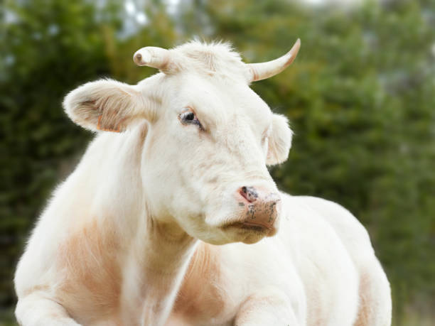 istock Close up head shot of young white bull 2190915996