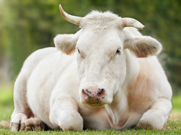 istock Young strong white bull lays down on meadow 2190915997