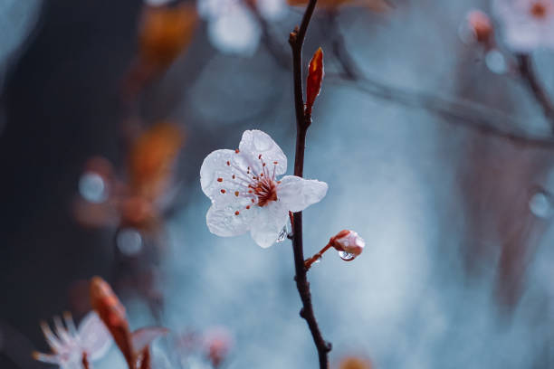 istock beautiful cherry blossom flower in springtime, sakura flower 2190918667