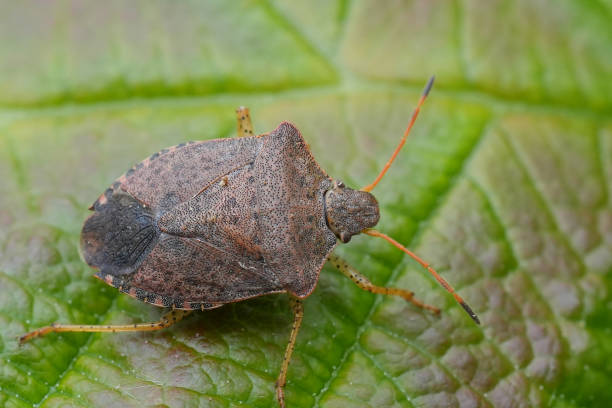 istock Closeup on a Brown stink bug, Euschistus servus in Northern Oregon 2190920814