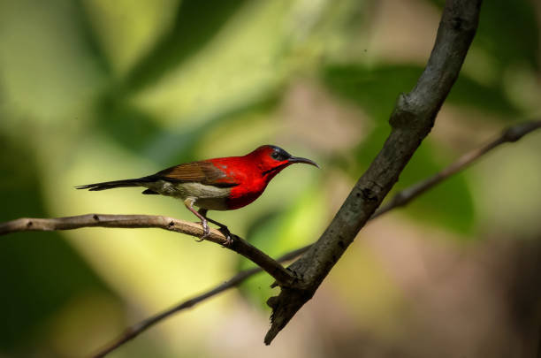 istock Male Crimson Sunbird (Aethopyga siparaja). 2190920861