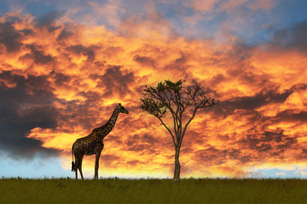 istock Magical Africa. Funny giraffe. 2190921555