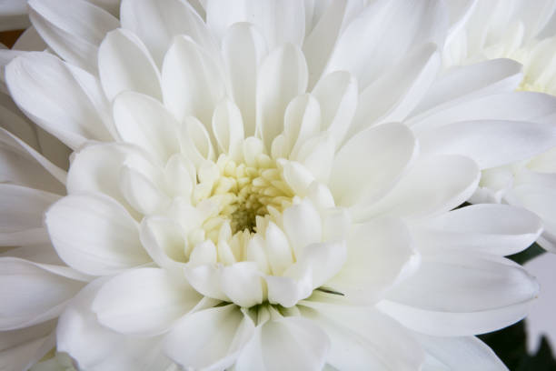 istock Close up of white chrysanthemum flower 2190923954