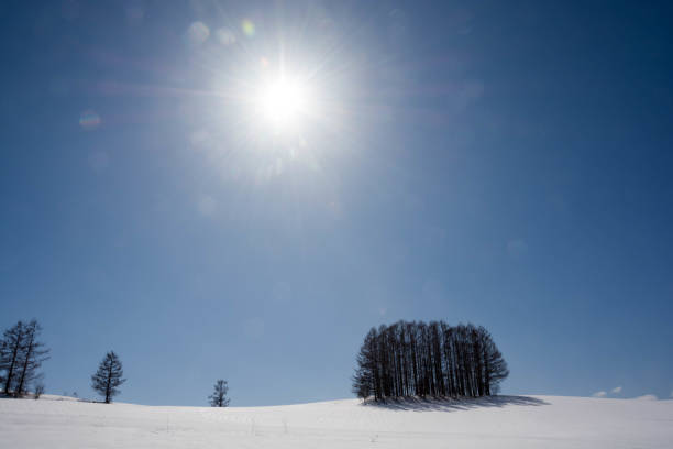 Larch forest on a snowy hill with the blue sky