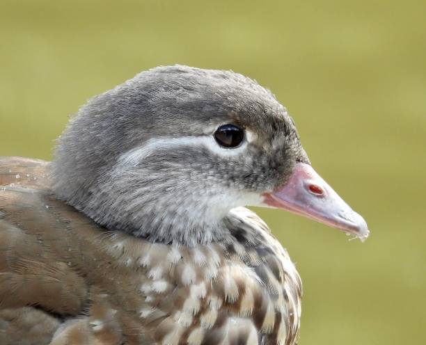 istock Mandarin duck female close up 2190924612