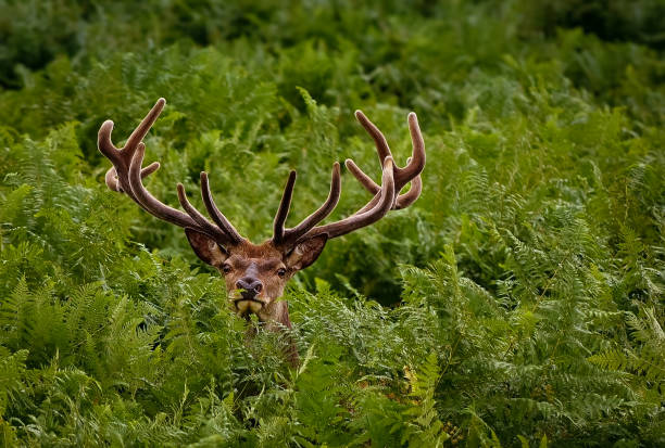 peek ein boo - killarney stock-fotos und bilder