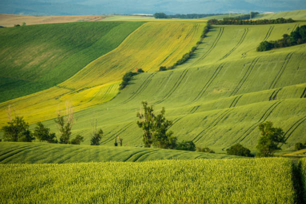 istock Agriculture fields with crop and vineyards at summer. 2190931152