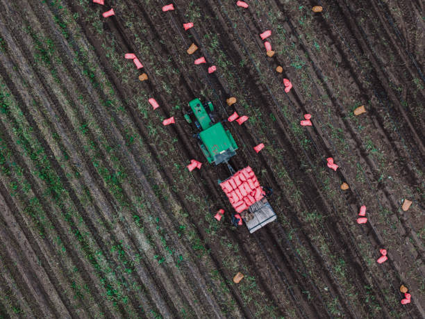 istock Harvesting Fresh Potatoes, Top View of Tractor 2190931498