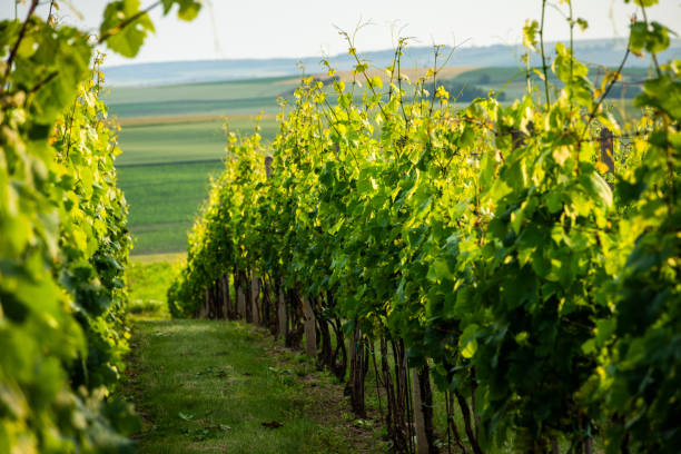 istock Agriculture fields with crop and vineyards at summer. 2190931961