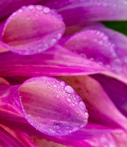 istock Dark pink dahlia petals with water drops in sunlight 2190933473