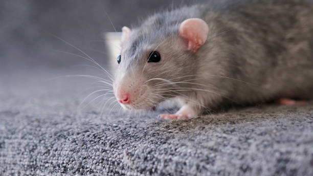 istock little cute rat on gray couch 2190933556