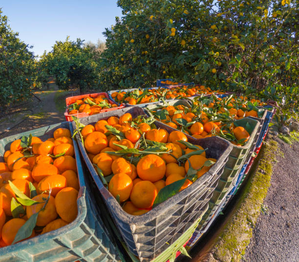 Crates of Mandarins