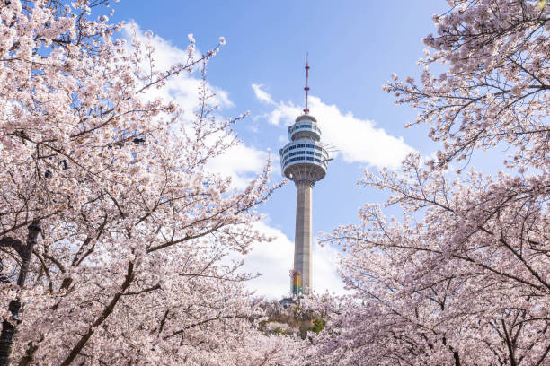 istock Cherry blossoms blooming in spring at E-World 83 Tower a popular tourist destination. in Daegu,South Korea. 2190936116