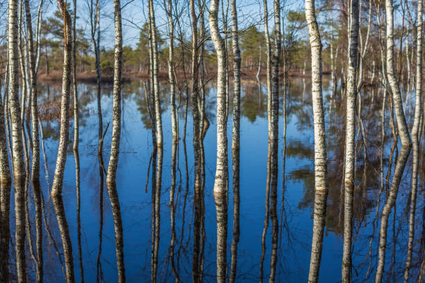 A beautiful lakeside scenery od spring in Sweden. Natural woodlands landscape of Scandinavia.