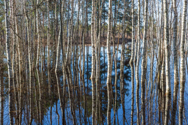 Serene natural landscape featuring a calm lake with a perfect reflection of green birch trees along the shoreline.