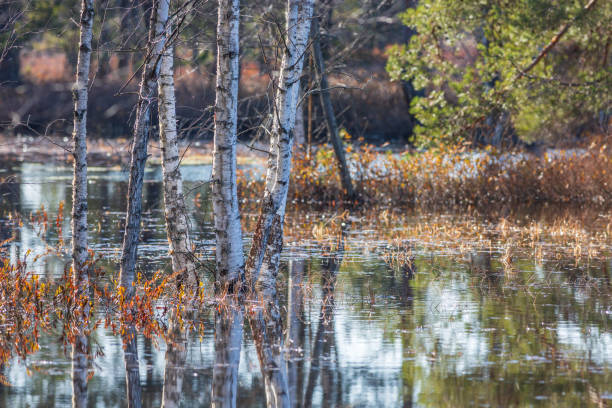 landscape with white birch trunks, flooded forest, wet birch grove, dead trees, spring