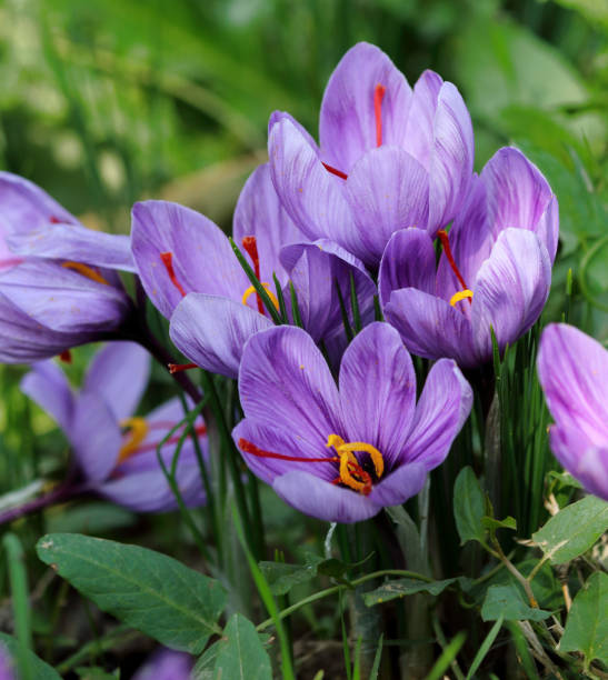 istock Saffron Flower harvesting in Pampore Kashmir; 2190941400