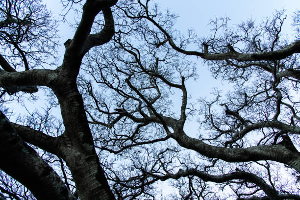 Spooky forest image, monochrome
