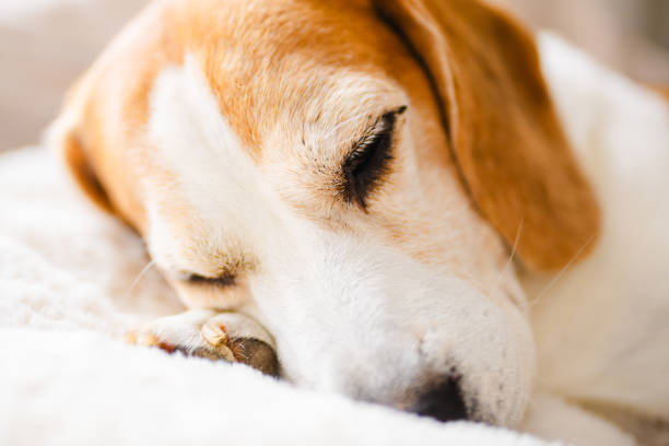 Cute Beagle puppy sleeping on bed. Bright indoors. Canine Background