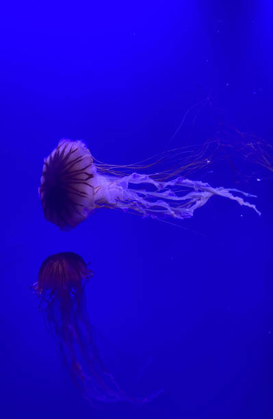 istock Two Jellyfish in bright dark blue water 2190944085