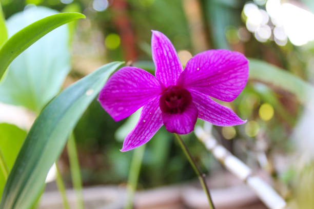 Purple orchid flower on the garden, selective focus