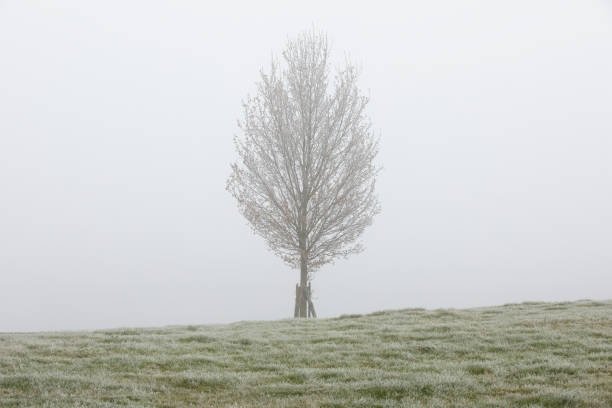 Bare tree in autumn fog in rural Bavaria, Germany