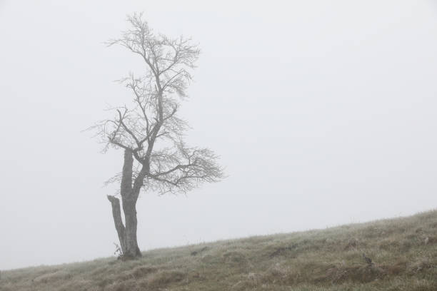 istock Bare tree in autumn fog in rural Bavaria, Germany 2190947408