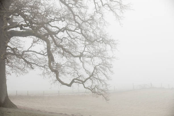 Bare tree in autumn fog in rural Bavaria, Germany